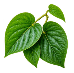 KAVALACTONES