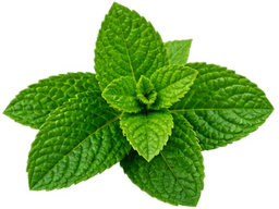 LEMON BALM