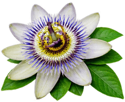 PASSIONFLOWER