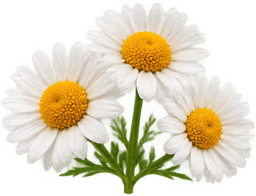 CHAMOMILE EXTRACT